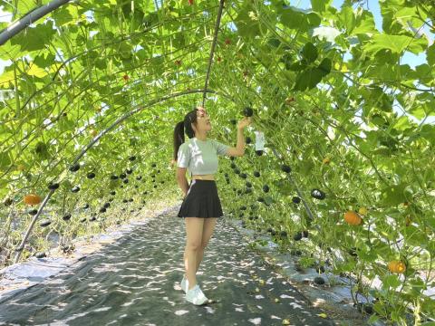 全台最長南瓜隧道 9座五彩隧道今日起開放免費參觀