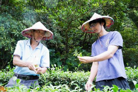 新北香韻紅茶飄花果香 公羽製作翁永田攜手子女獲特等獎