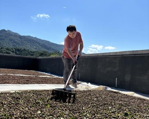 三峽茶農好爭氣 連獲國際獎項肯定